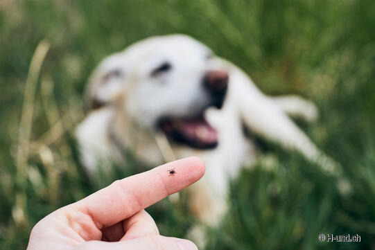 H-und.ch : Tiques chien