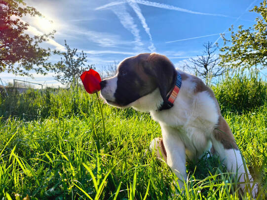 01. Christina Steiner mit Loumi, Ottikon (ZH)/Insta:@swissbuddies