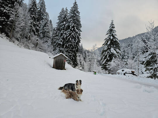 02. Fränzi Bölsterli mit Aragon und Ashanti, Steg im Tösstal (ZH) /Insta: @f.boelsterli