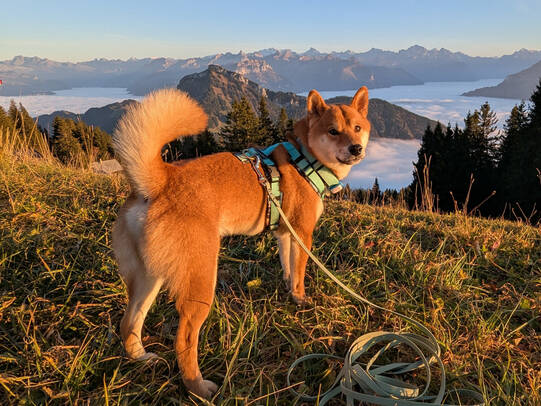 10. Bear, Rigi Scheidegg / Instagram @bear_the_shib