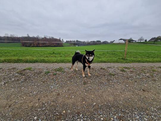 11. Mogli, Knonau ZH