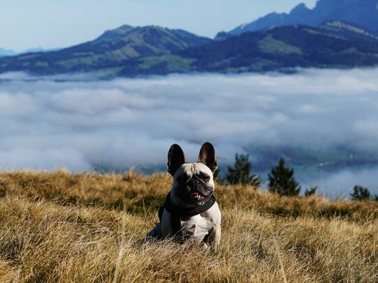 04. Faya, Alpegg/Uetliburg (SG) / Instagram @thefrenchpotatooo